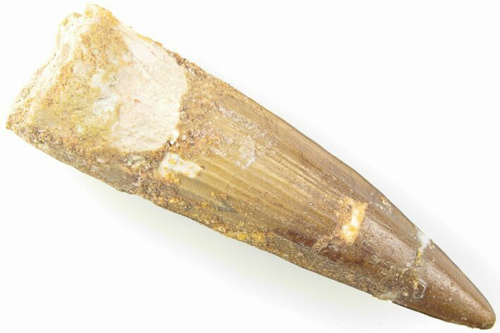 Fossil Spinosaurus Tooth - Real Dinosaur Tooth #204513